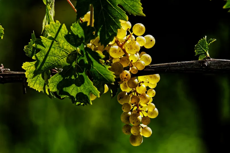 a bunch of grapes on a vine