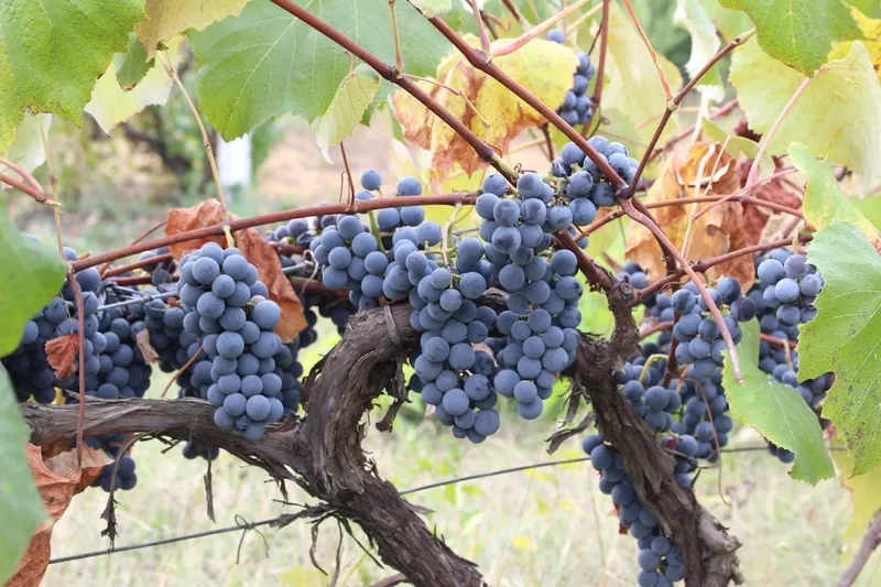 The Isabella grape is a cultivar derived from the grape species Vitis labrusca or 'fox grape' which is used for table, juice and wine production.