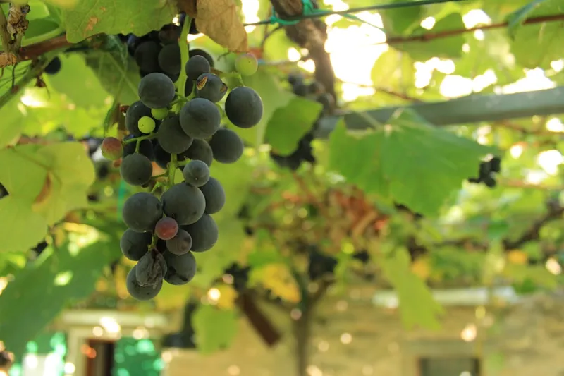 a bunch of grapes hanging from a vine