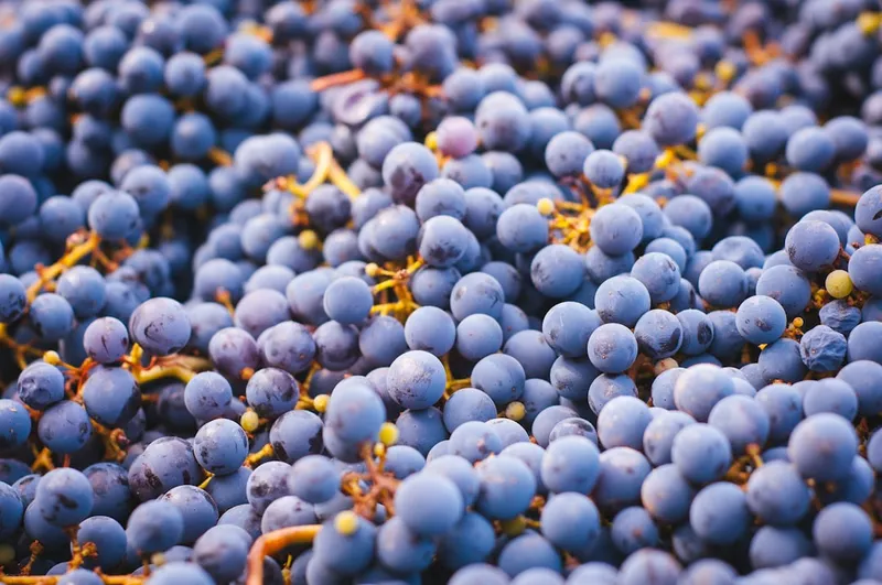 Uva negra para hacer vino tinto. Fruta vinera.