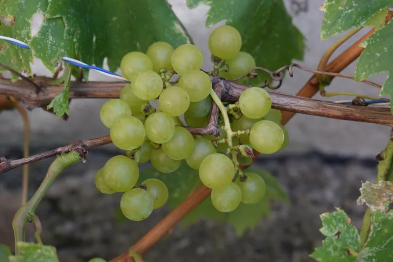 A bunch of green grapes hanging from a vine